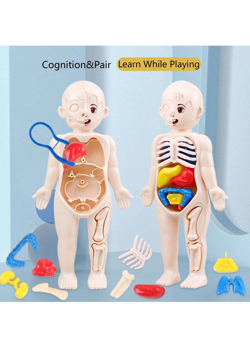 Excefore Human Body Model for Kids, 13Pcs Removable Human Torso Anatomy Model, Body Parts for Toddlers, Preschool Learning Toys, Age 4, Medical Student Learning, School Education Display - Image 3