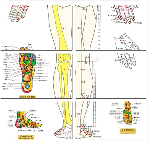Zzooi Set of 2 Human Body Acupuncture Point Map, Chinese Version - Image 5