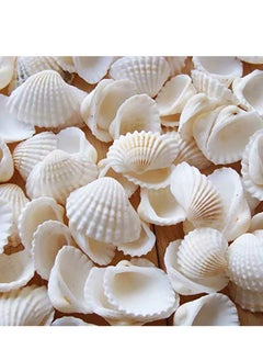 Excefore Small Tiny Sea Shells White Clam Bulk Natural Seashell for DIY Craft Home Decor Vase Fillers, 100Pcs  - Image 1