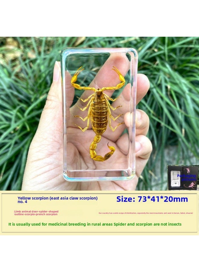 Insect Specimen Real Mono Fairy Amber Scarab Book Town Home Desk Decoration Mantis Spider Scorpion Factory-Color:Yellow Scorpion 4  - Image 1