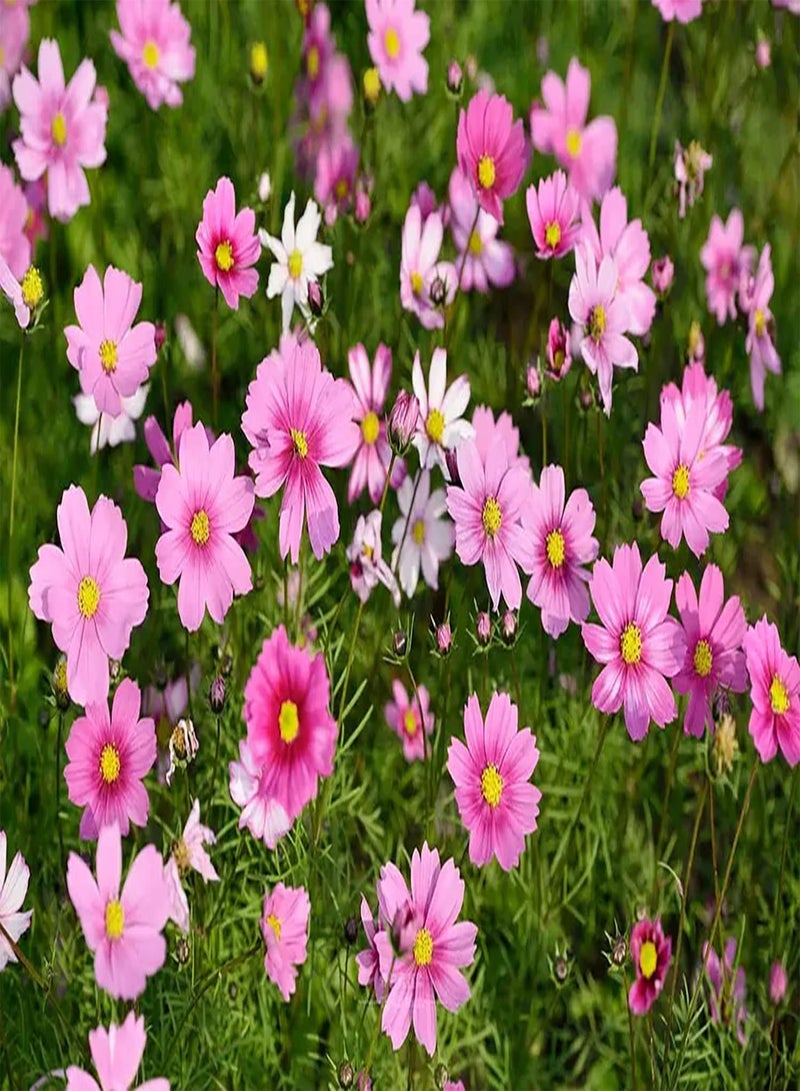 GGOOT 200pcs Rge kosmoszaden gemakkelijk te kweken Perfect voor Beginners en Beginners prachtige tuindecoratie exotische bloemen - Image 1