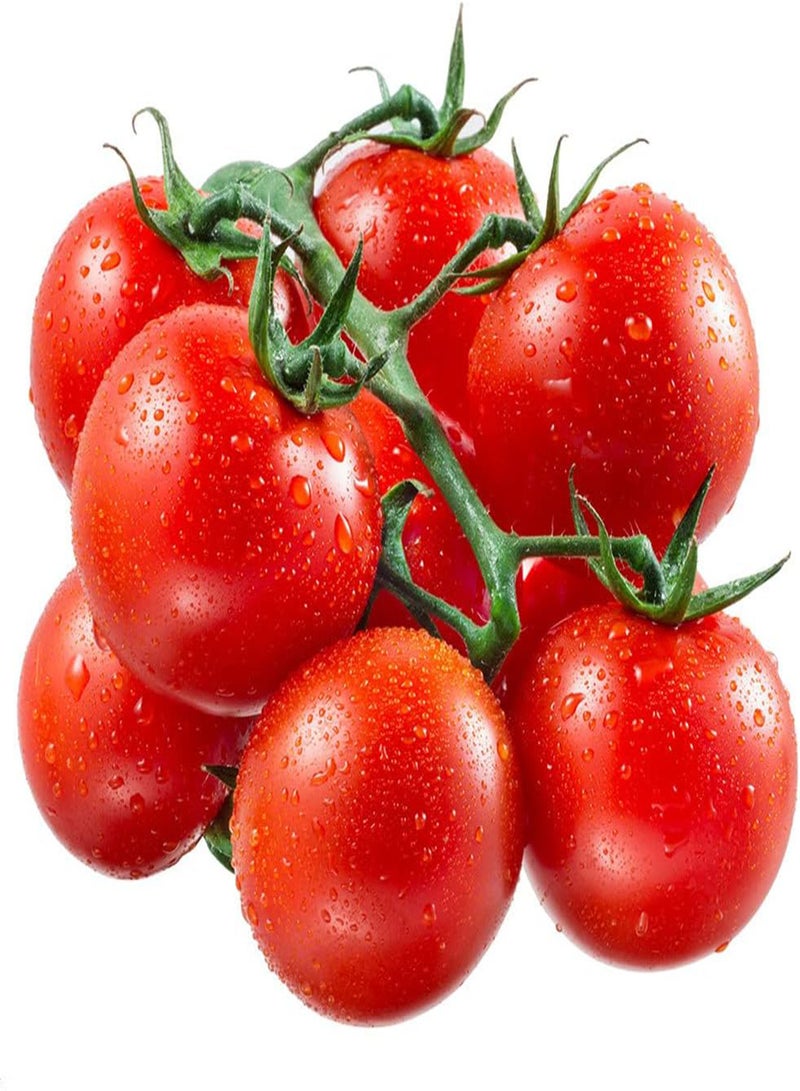 جي جوت 100 قطعة من بذور الطماطم، خضراوات سنوية، فاكهة حمراء زاهية، لحمية وعصيرية، مناسبة للزراعة في الحدائق الخارجية، قدرة قوية على التكيف، سهولة الصيانة - Image 2