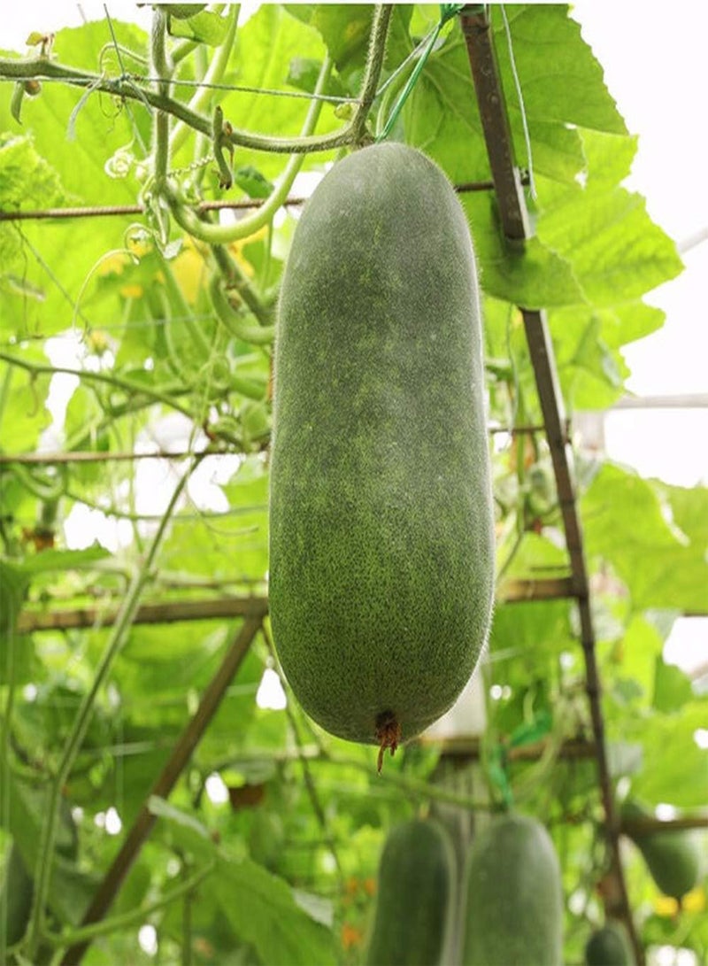 GGOOT 50pcs Winter Melon Seeds Annual Herb Green and Pollution-Free Common Vegetables Non-GMO Suitable for Outdoor Home Gardening Planters' Favorite Essential Vegetables - Image 2