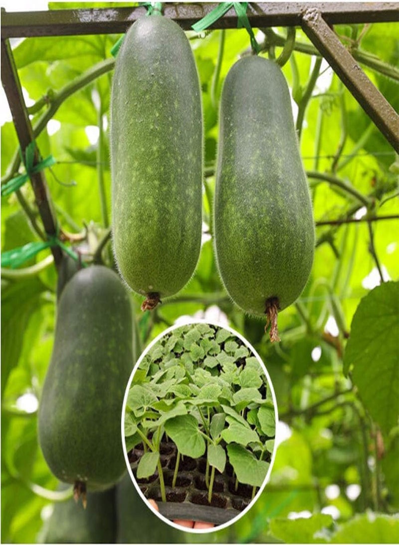 GGOOT 50pcs Winter Melon Seeds Annual Herb Green and Pollution-Free Common Vegetables Non-GMO Suitable for Outdoor Home Gardening Planters' Favorite Essential Vegetables - Image 1