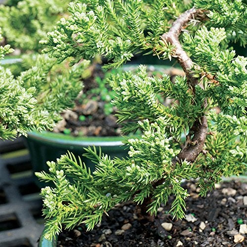 Brussel's Bonsai شجرة بونساي جونيبر الخضراء الحية من برussels - عمرها 3 سنوات؛ ارتفاعها من 4" إلى 6" مع وعاء زينة - غير متاحة للبيع في كاليفورنيا - Image 5