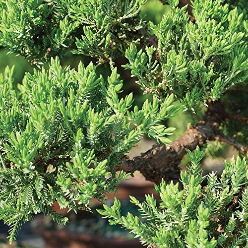Brussel's Bonsai شجرة بونساي جونيبر الخضراء الحية من برussels - عمرها 3 سنوات؛ ارتفاعها من 4" إلى 6" مع وعاء زينة - غير متاحة للبيع في كاليفورنيا - Image 4