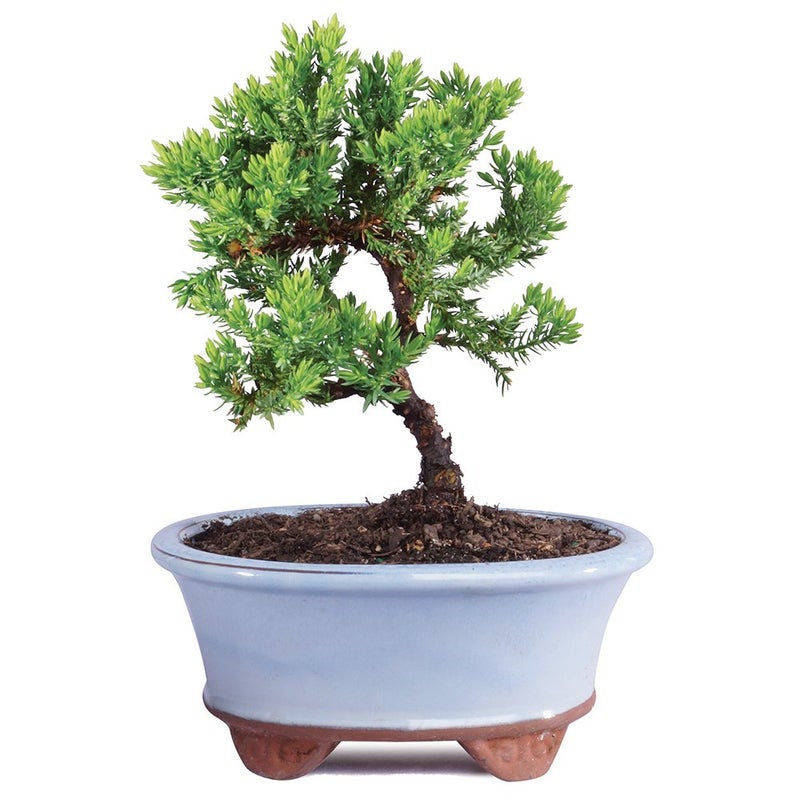 Brussel's Bonsai شجرة بونساي جونيبر الخضراء الحية من برussels - عمرها 3 سنوات؛ ارتفاعها من 4" إلى 6" مع وعاء زينة - غير متاحة للبيع في كاليفورنيا - Image 2