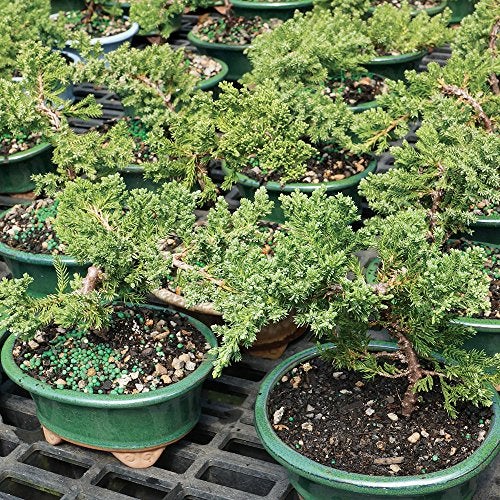 Brussel's Bonsai شجرة بونساي جونيبر الخضراء الحية من برussels - عمرها 3 سنوات؛ ارتفاعها من 4" إلى 6" مع وعاء زينة - غير متاحة للبيع في كاليفورنيا - Image 3