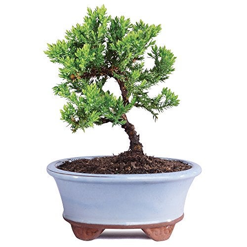 Brussel's Bonsai شجرة بونساي جونيبر الخضراء الحية من برussels - عمرها 3 سنوات؛ ارتفاعها من 4" إلى 6" مع وعاء زينة - غير متاحة للبيع في كاليفورنيا - Image 1