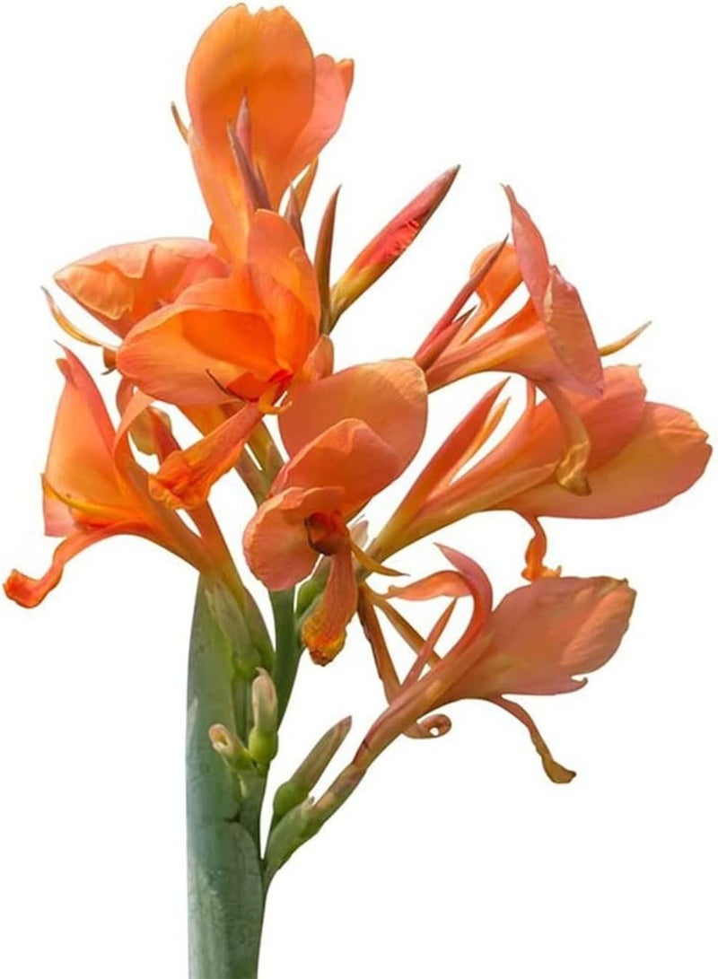 GGOOT 10Stück orangefarbene Canna Liliensamen die das ganze Jahr über im Haus gepflanzt Werden Schöne Gartendekoration Canna mit hohem dekorativem und wirtschaftlichem Wert - Image 1