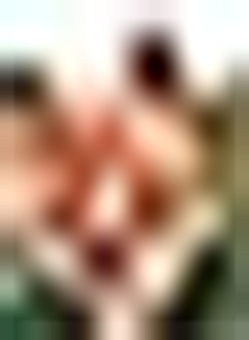 GGOOT 10Stück orangefarbene Canna Liliensamen die das ganze Jahr über im Haus gepflanzt Werden Schöne Gartendekoration Canna mit hohem dekorativem und wirtschaftlichem Wert - Image 2