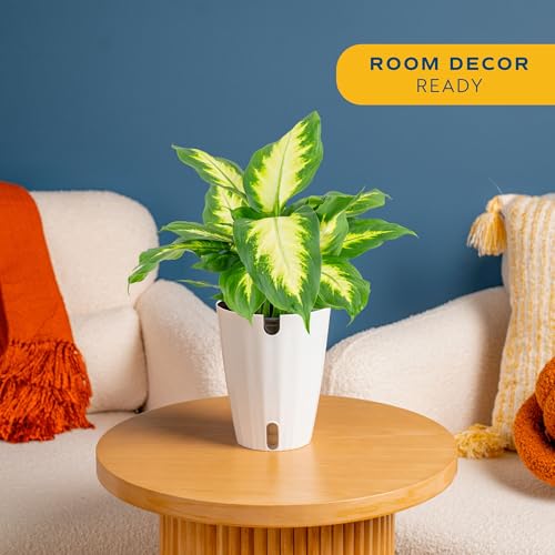 Costa Farms Dieffenbachia Live Indoor Plant, Easy to Grow Houseplant, Potted in Indoors Garden Nursery Plant Pot, Potting Soil Mix, Grower's Choice, Home and Office Plants Decor, 1 Foot Tall - Image 2