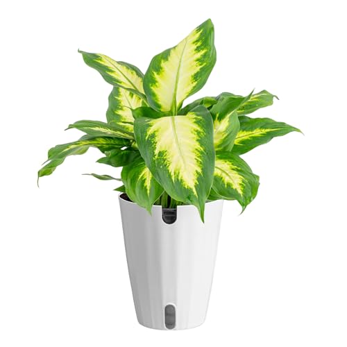 Costa Farms Dieffenbachia Live Indoor Plant, Easy to Grow Houseplant, Potted in Indoors Garden Nursery Plant Pot, Potting Soil Mix, Grower's Choice, Home and Office Plants Decor, 1 Foot Tall - Image 1