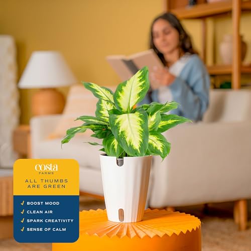 Costa Farms Dieffenbachia Live Indoor Plant, Easy to Grow Houseplant, Potted in Indoors Garden Nursery Plant Pot, Potting Soil Mix, Grower's Choice, Home and Office Plants Decor, 1 Foot Tall - Image 5