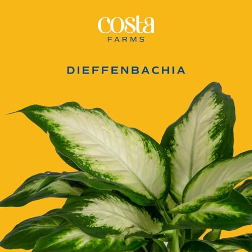 Costa Farms Dieffenbachia Live Indoor Plant, Easy to Grow Houseplant, Potted in Indoors Garden Nursery Plant Pot, Potting Soil Mix, Grower's Choice, Home and Office Plants Decor, 1 Foot Tall - Image 3
