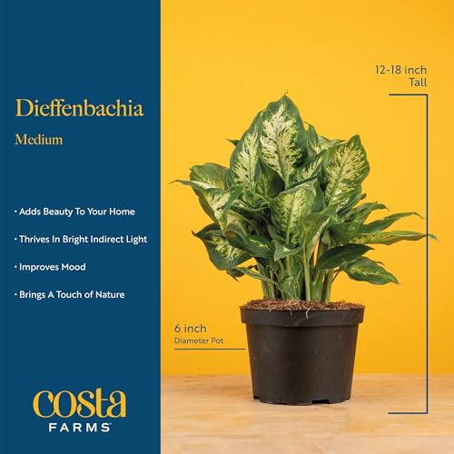 Costa Farms Dieffenbachia Live Indoor Plant, Easy to Grow Houseplant, Potted in Indoors Garden Nursery Plant Pot, Potting Soil Mix, Grower's Choice, Home and Office Plants Decor, 1 Foot Tall - Image 4