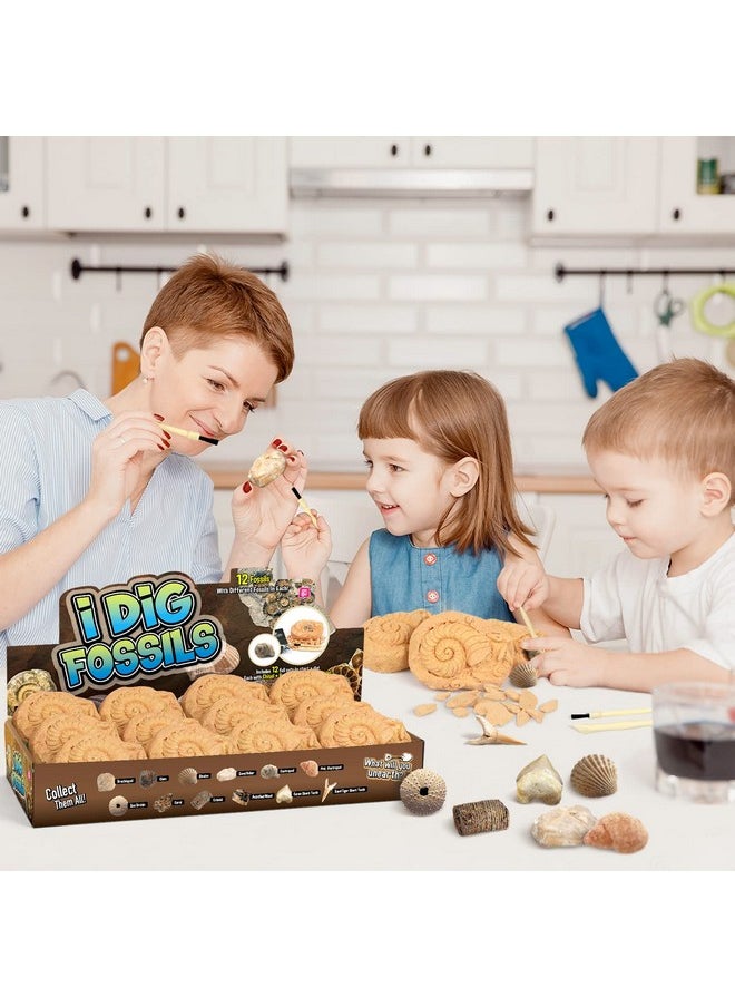 Byncceh Byncceh Fossil Dig Kit - Educational STEM Science Toys for Kids Ages 6+ - Dig Up 12 Fossils Real & Dinosaur Bones Rocks - Digging Activities Kits - Paleontology, Discovery Gifts for Boys & Girls  - Image 2