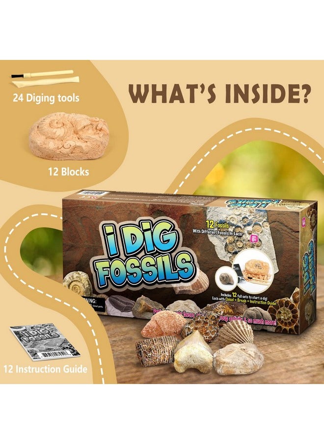 Byncceh Byncceh Fossil Dig Kit - Educational STEM Science Toys for Kids Ages 6+ - Dig Up 12 Fossils Real & Dinosaur Bones Rocks - Digging Activities Kits - Paleontology, Discovery Gifts for Boys & Girls  - Image 3