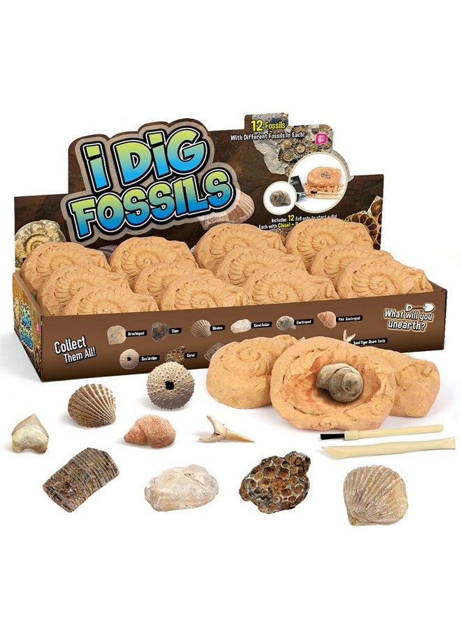 Byncceh Byncceh Fossil Dig Kit - Educational STEM Science Toys for Kids Ages 6+ - Dig Up 12 Fossils Real & Dinosaur Bones Rocks - Digging Activities Kits - Paleontology, Discovery Gifts for Boys & Girls  - Image 1
