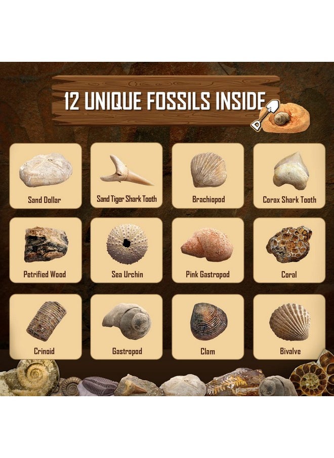 Byncceh Byncceh Fossil Dig Kit - Educational STEM Science Toys for Kids Ages 6+ - Dig Up 12 Fossils Real & Dinosaur Bones Rocks - Digging Activities Kits - Paleontology, Discovery Gifts for Boys & Girls  - Image 5