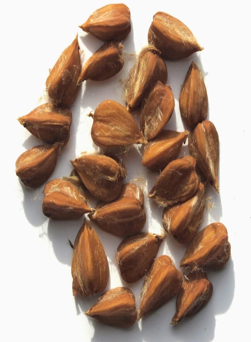 GGOOT 10 Beech Seed Beech Tree Trunk Green Beech Tree, Spruce Tree, Tri Color Beech Tree Seeds, White Beech Tree, Blue Beech Tree Seeds, European Trees Seeds, American Beech Tree Seeds, Non-GMO.  - Image 1