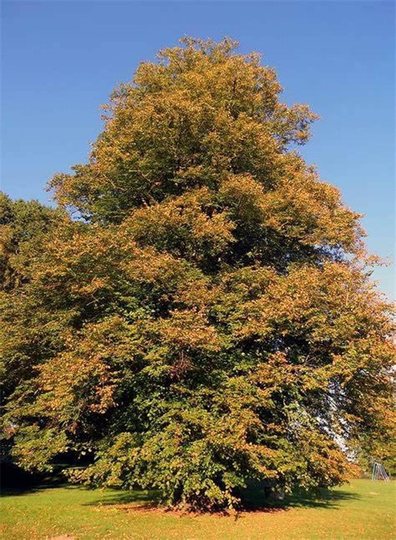 GGOOT 10 Beech Seed Beech Tree Trunk Green Beech Tree, Spruce Tree, Tri Color Beech Tree Seeds, White Beech Tree, Blue Beech Tree Seeds, European Trees Seeds, American Beech Tree Seeds, Non-GMO.  - Image 3