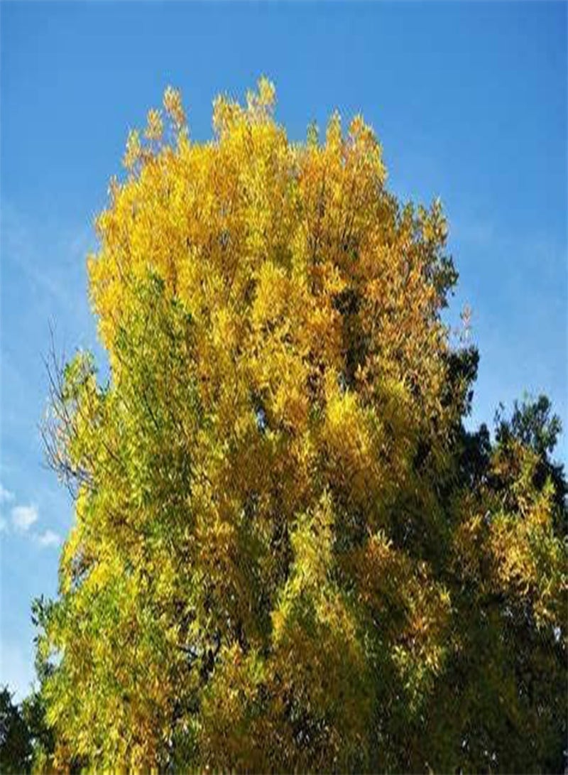 GGOOT 10 Beech Seed Beech Tree Trunk Green Beech Tree, Spruce Tree, Tri Color Beech Tree Seeds, White Beech Tree, Blue Beech Tree Seeds, European Trees Seeds, American Beech Tree Seeds, Non-GMO.  - Image 2