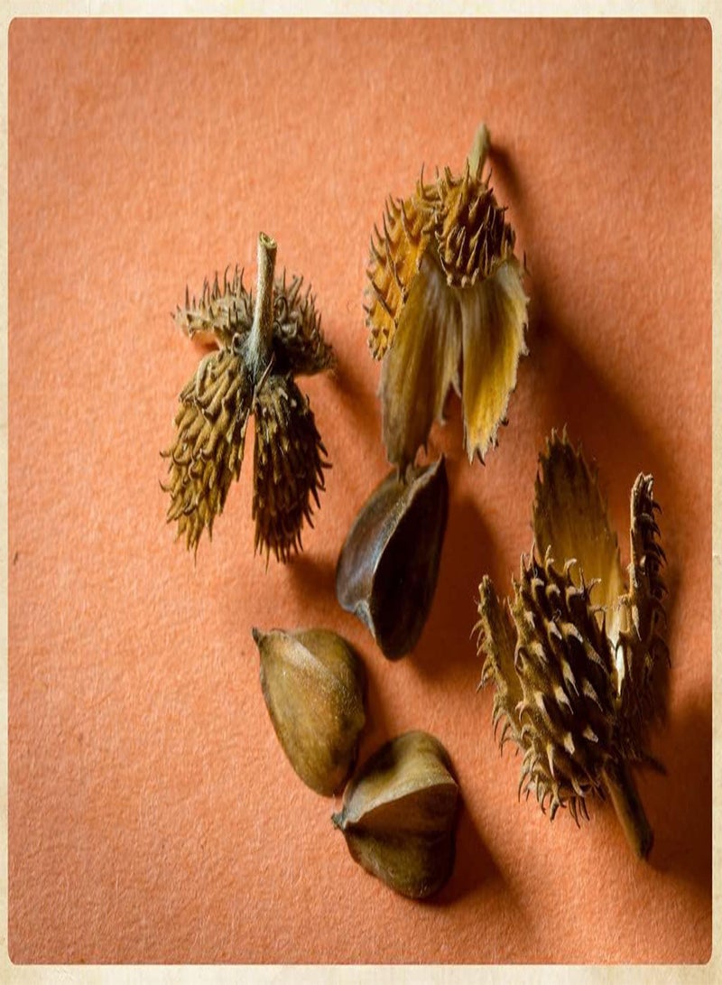 GGOOT 10 Beech Seed Beech Tree Trunk Green Beech Tree, Spruce Tree, Tri Color Beech Tree Seeds, White Beech Tree, Blue Beech Tree Seeds, European Trees Seeds, American Beech Tree Seeds, Non-GMO.  - Image 5