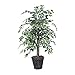 Vickerman 4-Feet Artificial Variegated Ficus Bush in Decorative Rattan Basket - Image 2