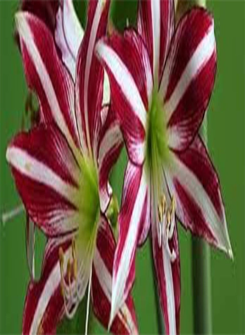 GGOOT seeds Fresh 2 pcs Amaryllis Flower Seeds for Planting Mixed