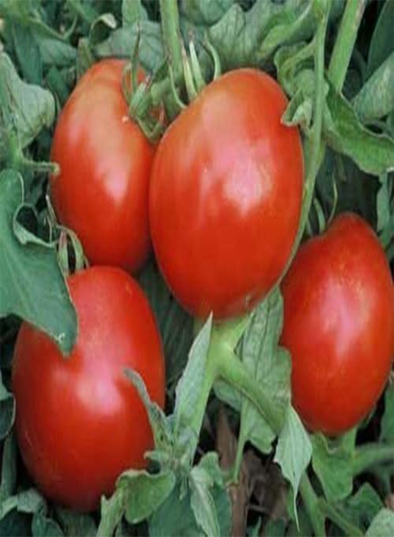 GGOOT Mountain Pride Tomato 20 Seeds Moon Gardens Simply Grown Beautifully
