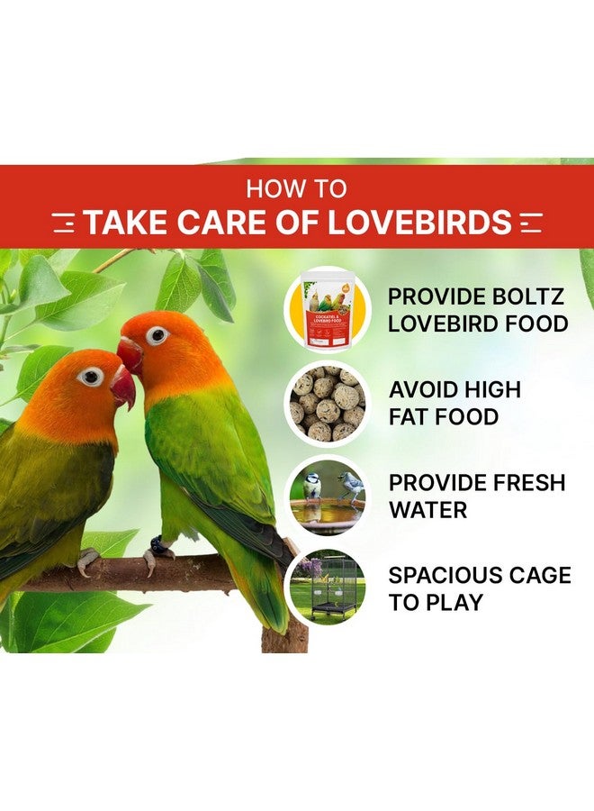 Boltze طعام بذور الطيور البالغة للكوكتيل والطيور العاشقة مزيج من البذور - دخن ذيل الثعلب، الدخن الأصفر، بذور الكناري، بذور عباد الشمس، مزيج من البذور للطيور العاشقة والكوكتيل (مزيج من البذور 500 جرام) - Image 4