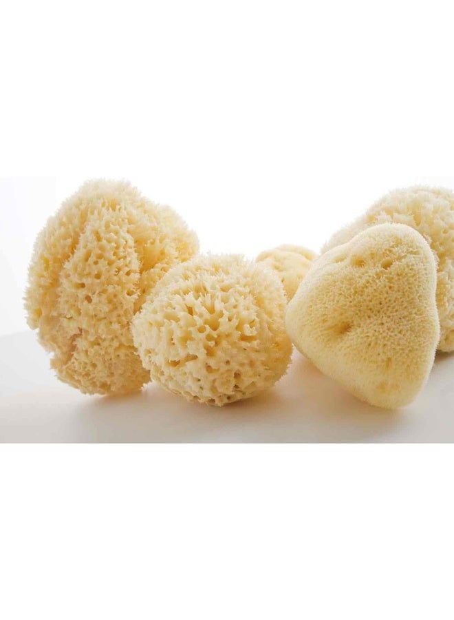 Bellini إسفنجة بحرية طبيعية على شكل قرص العسل - 8 سم - مصنوعة من إسفنجة بحرية طبيعية - إسفنجة استحمام مضادة للحساسية للأطفال - قابلة للتحلل، صديقة للبيئة ولطيفة على حديثي الولادة والبشرة الحساسة - Image 5