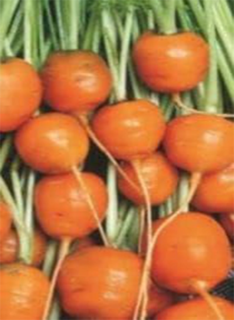 GGOOT 565 seeds of Carrot Paris Market Round Vegetable, Grow Your Own Garden Simply Garden 