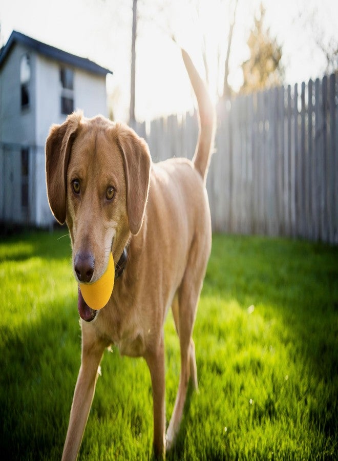 OllyDog كرة أولي دوغ هابي كامبر، كرة مطاطية صلبة قابلة للارتداد للكلاب التي تمضغ بقوة، مطاط طبيعي، للكلاب التي يقل وزنها عن 50 رطلاً، قطر 2.5 بوصة (مانجو) - Image 4