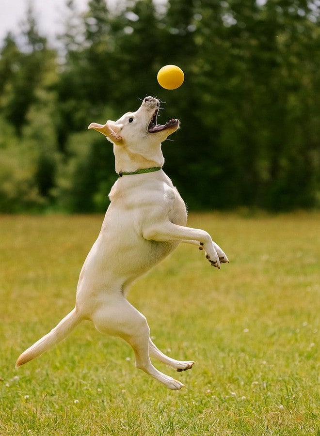 OllyDog كرة أولي دوغ هابي كامبر، كرة مطاطية صلبة قابلة للارتداد للكلاب التي تمضغ بقوة، مطاط طبيعي، للكلاب التي يقل وزنها عن 50 رطلاً، قطر 2.5 بوصة (مانجو) - Image 2