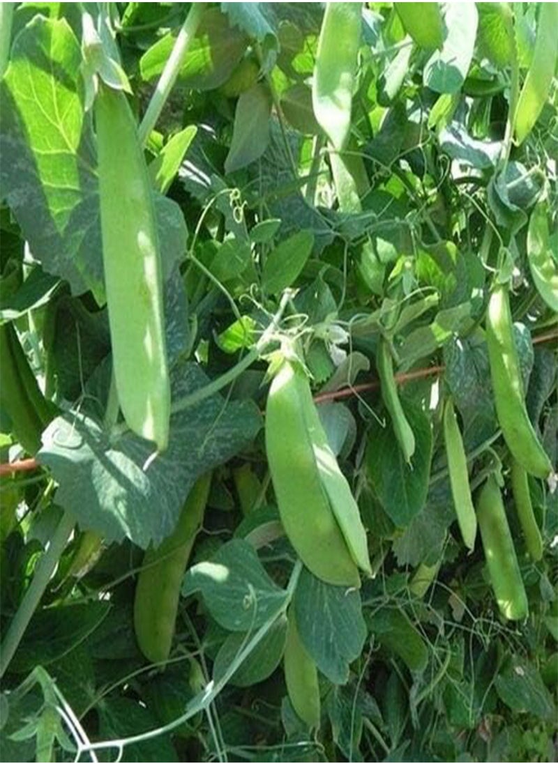 GGOOT Vegetable Pea Oregon Sugar POD MANGETOUT Snow Pea 150 Seeds 