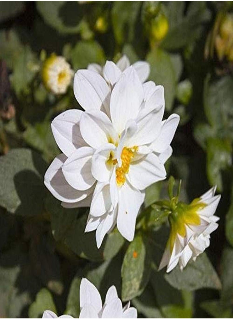 GGOOT 200Pc Zinnia Seeds 