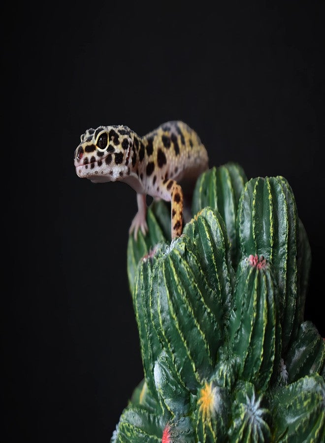 Multipet Multi Pet 48593321: Komodo Cactus Plant Barrel, 4In - Image 5