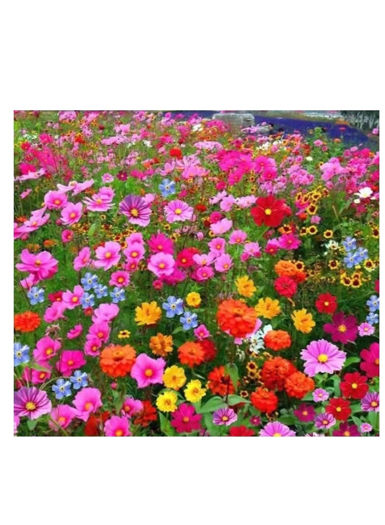 Generic 4g Mix Wild Flower Seeds for Planting Flower Seeds for Planting - Premium Seeds for Begineer Best Seeds for Planting in Garden, Lawn Indoor Outdoor  - Image 2