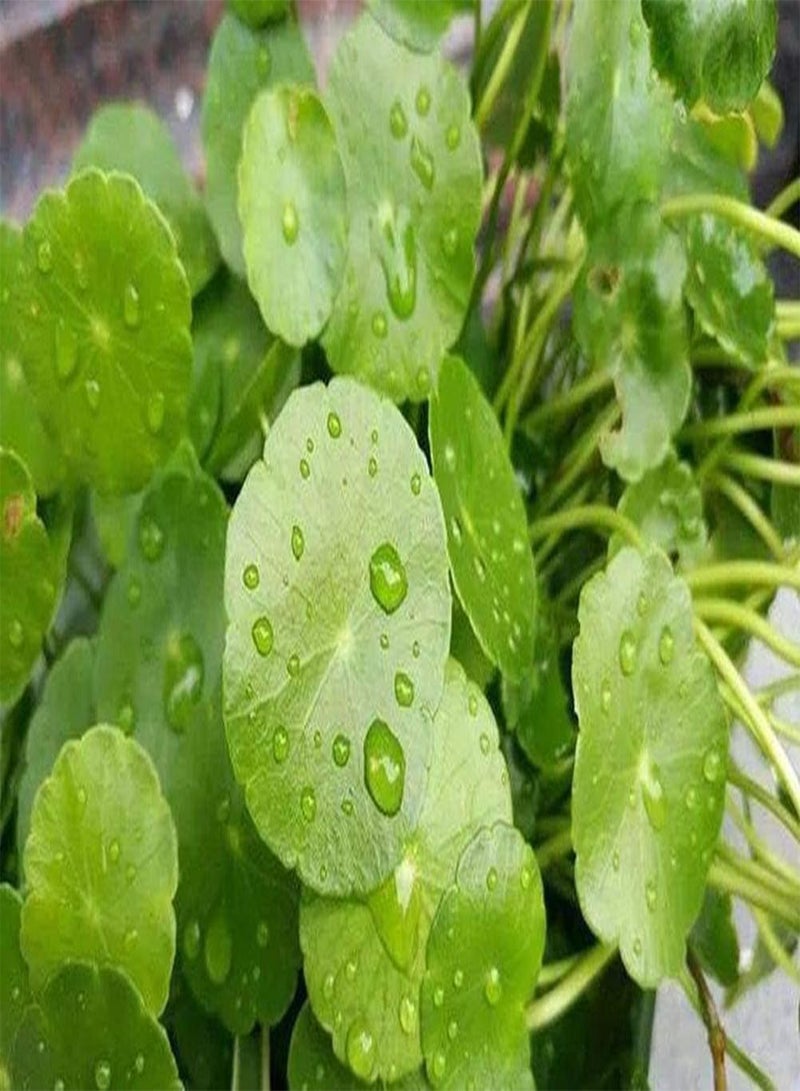 GGOOT Copper Grass Pilea Seeds Cold Water Flower Seeds Indoor Easy to Grow - Image 1