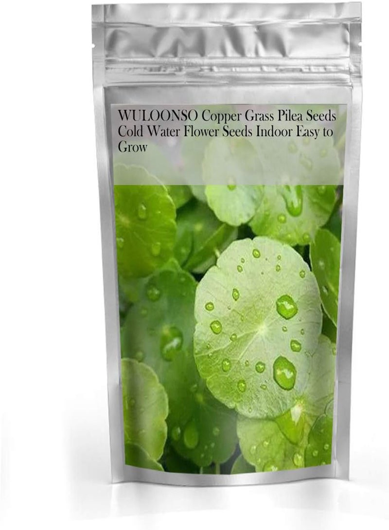 GGOOT Copper Grass Pilea Seeds Cold Water Flower Seeds Indoor Easy to Grow - Image 2