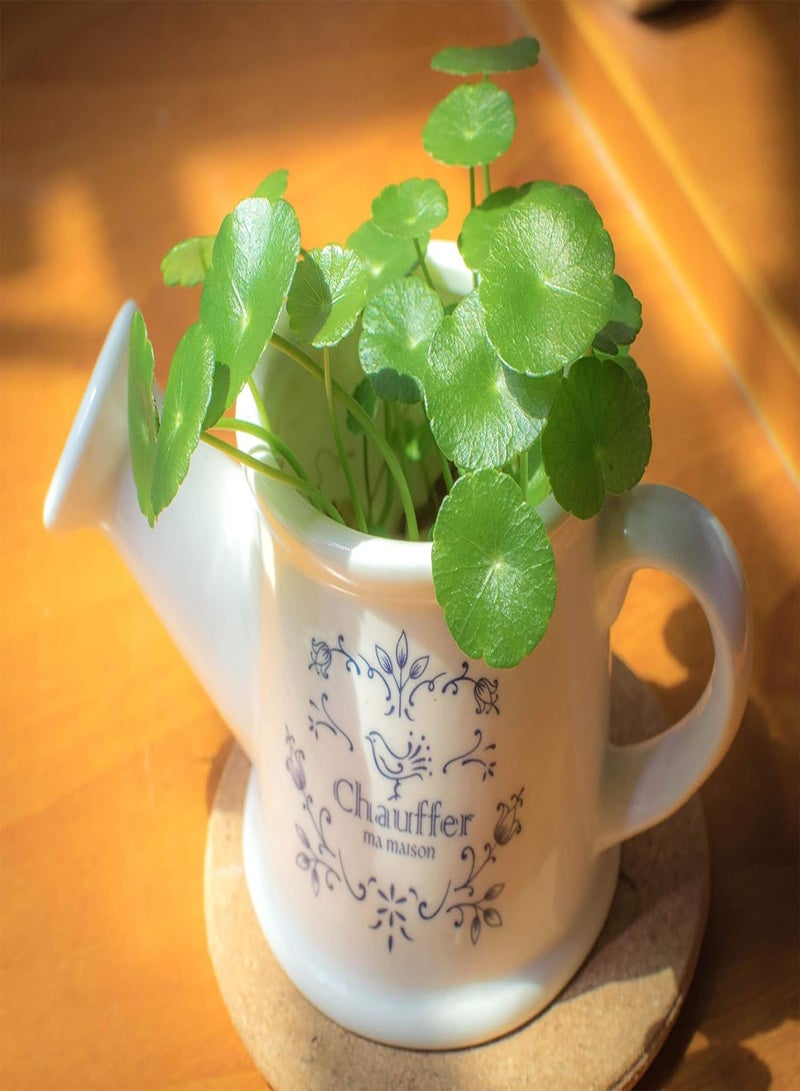 GGOOT Copper Grass Pilea Seeds Cold Water Flower Seeds Indoor Easy to Grow - Image 5