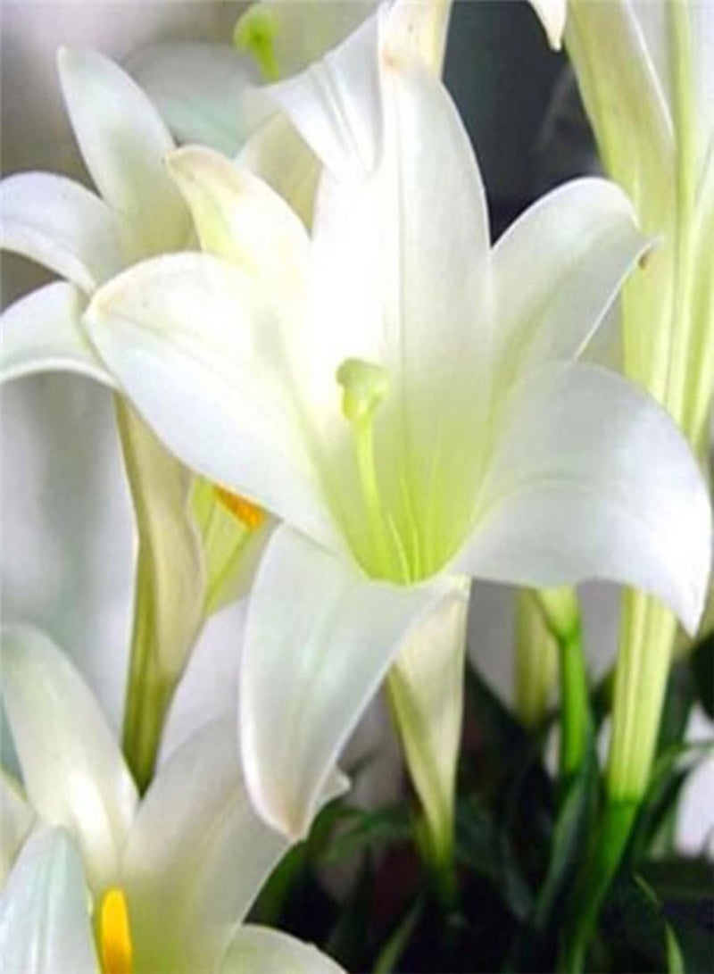 جي جوت 200 قطعة من بذور النباتات الزهرية بألوان مختلطة سهلة الزراعة في المنزل بذور زهور دائمة الخضرة للشرفة 2 مقاس 1 - Image 4