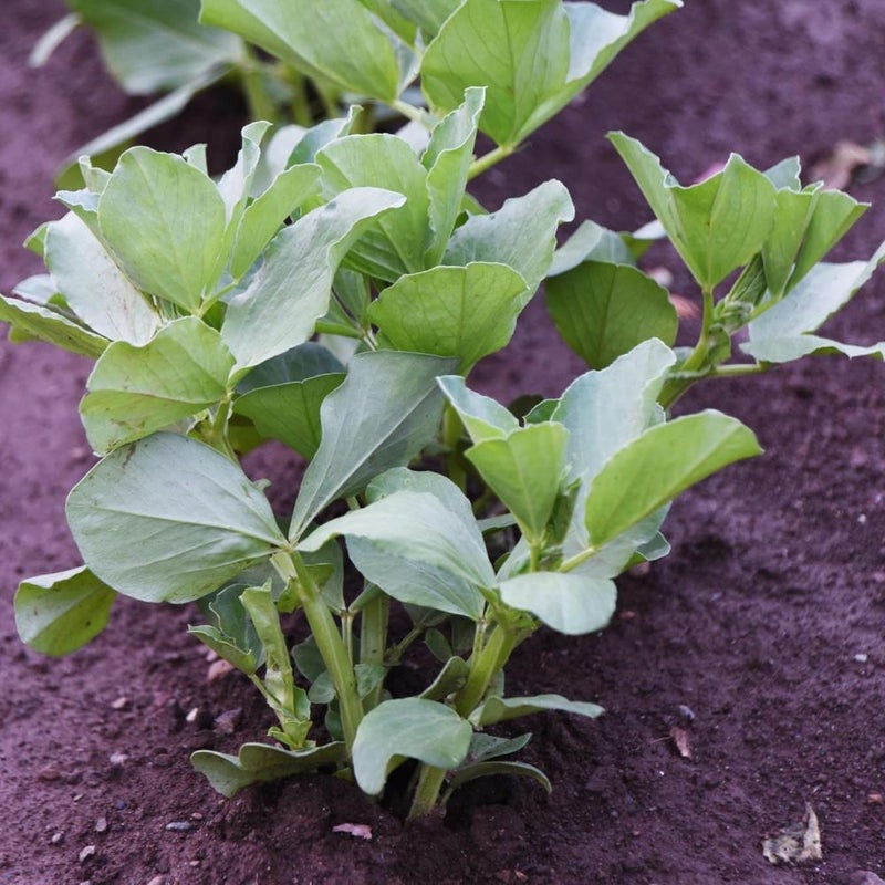 Fava Bean  1g (454g) Cold-Hardy Legume | Nitrogen-Fixer & Edible Crop for Canadian Gardens Perfect for Fall/Early Spring Sowing, and Soil Enrichment (Fava Beans  1g (454g)) - Image 2