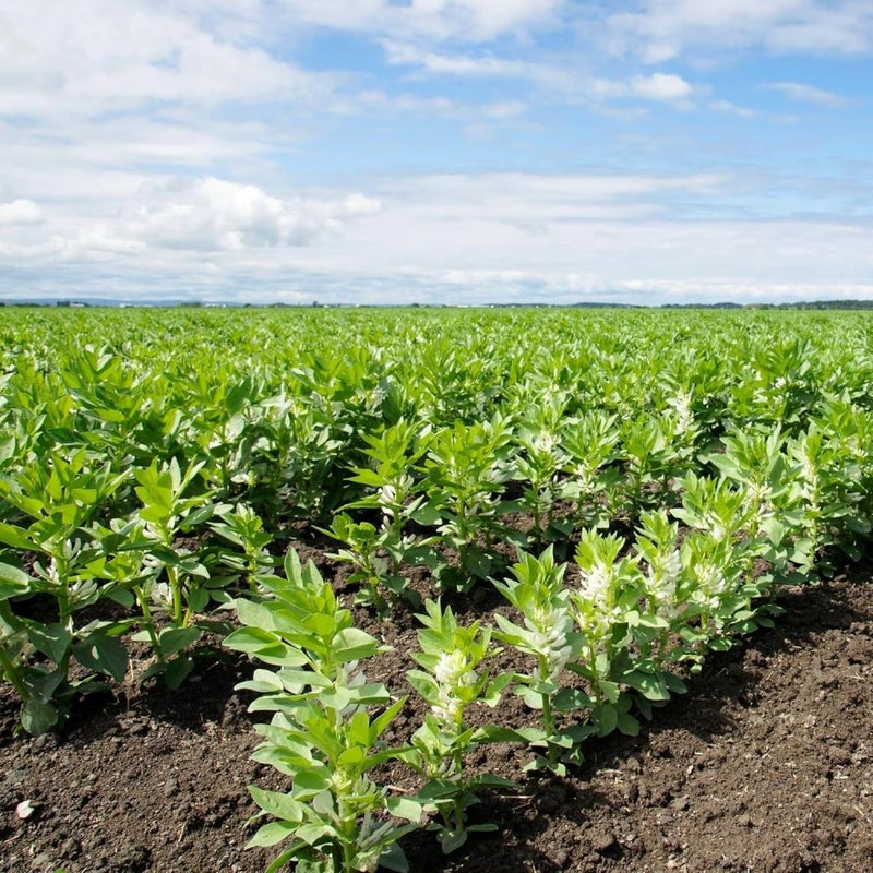 Fava Bean  1g (454g) Cold-Hardy Legume | Nitrogen-Fixer & Edible Crop for Canadian Gardens Perfect for Fall/Early Spring Sowing, and Soil Enrichment (Fava Beans  1g (454g)) - Image 5