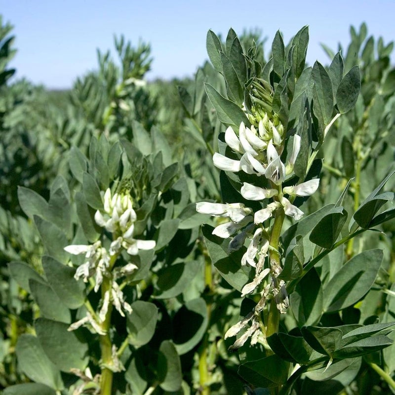 Fava Bean  1g (454g) Cold-Hardy Legume | Nitrogen-Fixer & Edible Crop for Canadian Gardens Perfect for Fall/Early Spring Sowing, and Soil Enrichment (Fava Beans  1g (454g)) - Image 3