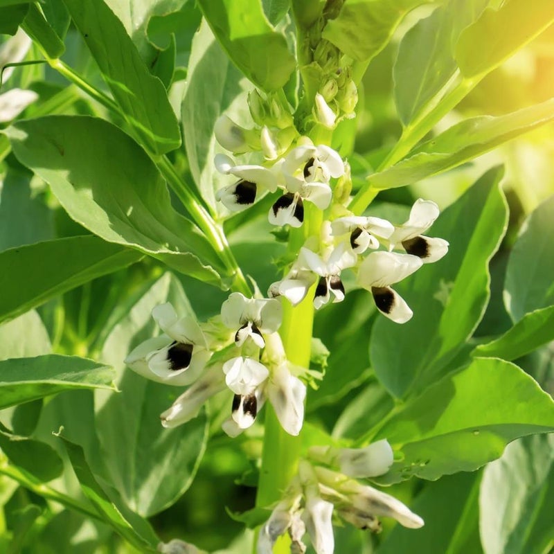 Fava Bean  1g (454g) Cold-Hardy Legume | Nitrogen-Fixer & Edible Crop for Canadian Gardens Perfect for Fall/Early Spring Sowing, and Soil Enrichment (Fava Beans  1g (454g)) - Image 4