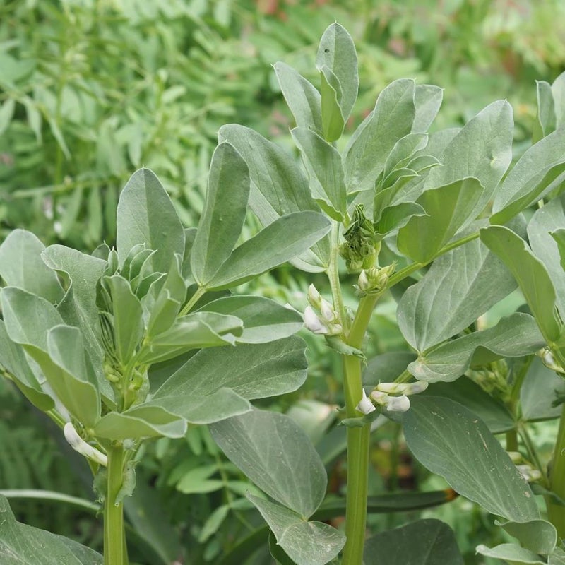 Fava Bean  1g (454g) Cold-Hardy Legume | Nitrogen-Fixer & Edible Crop for Canadian Gardens Perfect for Fall/Early Spring Sowing, and Soil Enrichment (Fava Beans  1g (454g)) - Image 1
