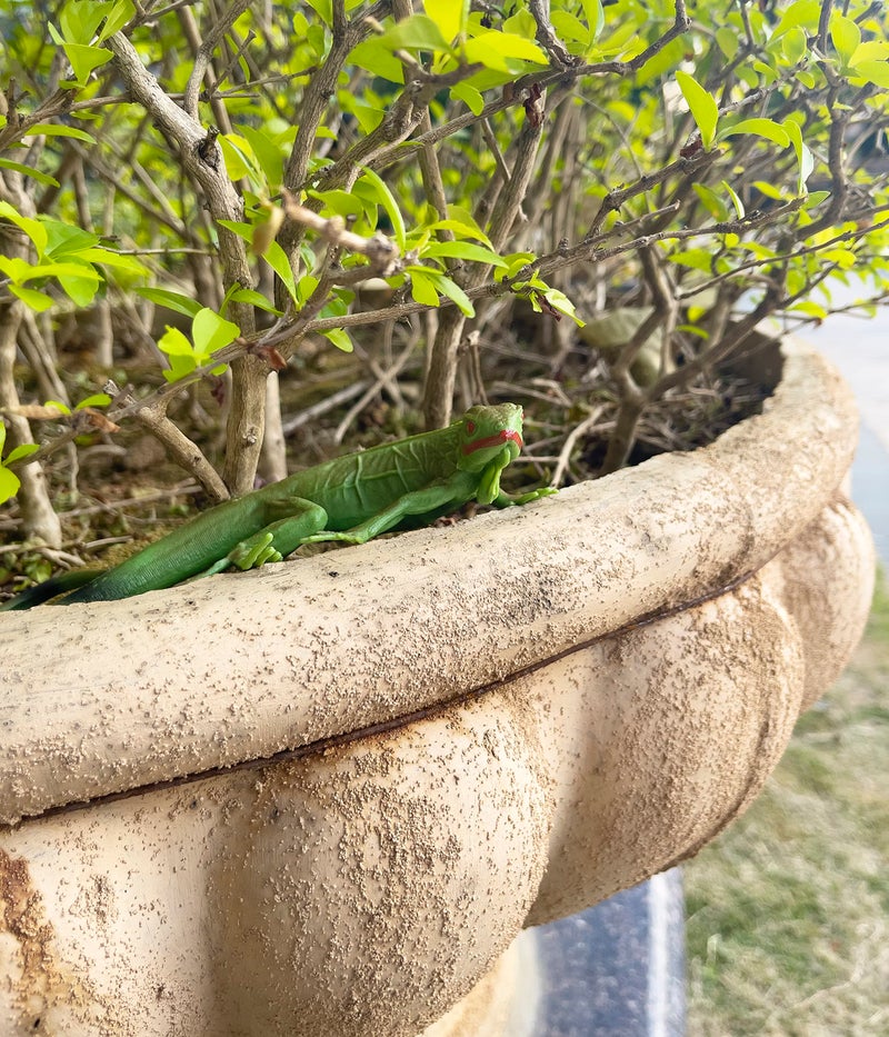 NAKIMO Iguana Animal Figurine Lizard Toy Realistic Reptile Figures for Decoration, Science Education, Prank Props - Image 4